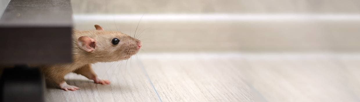 En mus på trägolv.